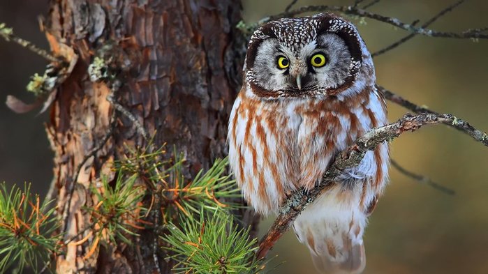 1920x1080-px-owl-1645685 (700x393, 69Kb)