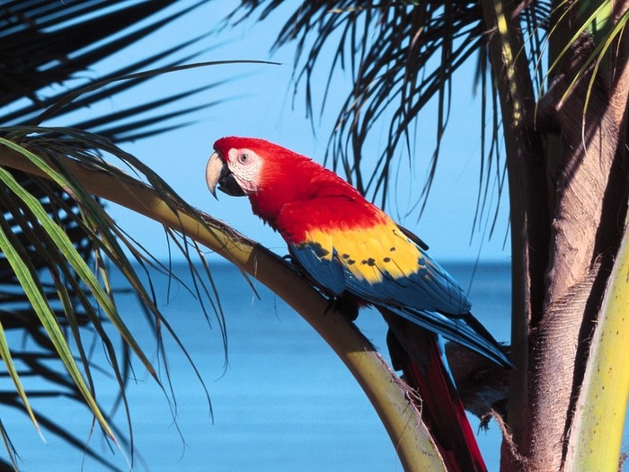 0004_birds_1600_1200 (700x525, 125Kb)