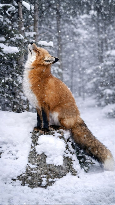 _dKioKVwhgqB3gJ00rAZhdgizpTF-dPvFkW3QynVeH54zhZW3bekNP1bk4qjsBP30EIImmA1FeJJ7S4eXJZygurK (393x700, 270Kb)