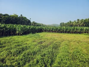 A wide green field surrounded by rows of banana plants and coconut trees under a clear blue sky. This peaceful agricultural landscape reflects rural life and farming beauty in Mavoor, Kozhikode, Kerala.