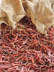 Bright red dried chilies spilling from a rustic jute sack, creating a vibrant and traditional spice scene. This colorful food image was photographed in Mavoor, Kozhikode, Kerala.