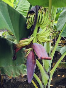 A young bunch of green Nendran bananas (Kerala banana or Plantain banana) growing on a banana plant with a purple banana flower hanging below. This natural farming scene was photographed in a garden in Mavoor, Kozhikode, Kerala.