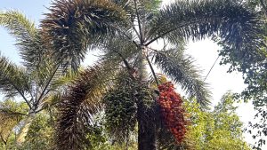 A tall palm tree with a thick trunk and vibrant, green fronds reaching outwards. Clusters of fruit hang from the tree, with green and bright orange fruits prominently displayed.