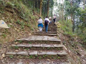Four people with backpacks walking up a set of stone steps on a forest trail surrounded by trees and plants during a hike.