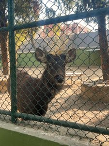 A close-up of a Sambar deer behind a chain-link fence, looking at the camera in a dusty enclosure.