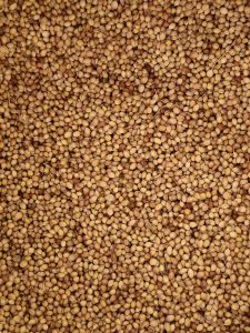A close-up view of dried coriander seeds spread together, showing their natural texture and warm earthy color. A simple food ingredient photo taken in Mavoor, Kozhikode, Kerala.